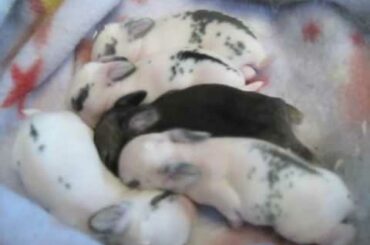 Newborn Baby Bunnies