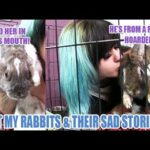 My Rabbit Was Found In A CAT'S MOUTH! (MEET MY RABBITS!)