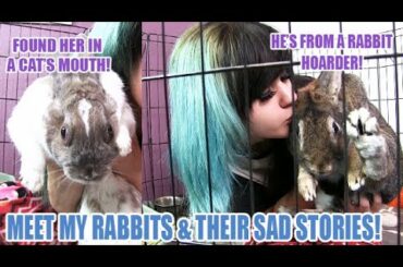 My Rabbit Was Found In A CAT'S MOUTH! (MEET MY RABBITS!)