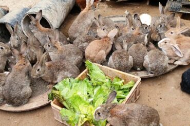 토끼( rabbit)밥을 주면서 소리를 내어보니 깜짝놀란 토끼들의 행동은??