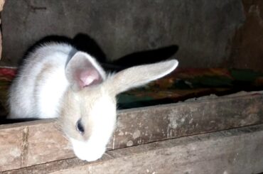 #Cute _little _Rabbit #Rabbit_life #Rabbits