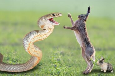 Amazing Mother Rabbit Save Her Baby From Snake Hunting