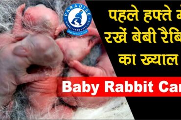 पहले हफ्ते में रखें बेबी रैबिट का ख्याल  | Baby Rabbit Care  | Paradise Rabbit Farms Pvt.Ltd.