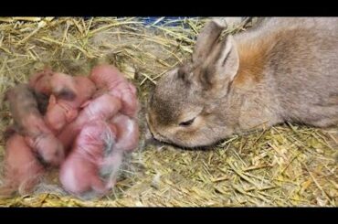 Biggest Rabbit Fram In World 1000 Bunny Have Fram Hsn Entertainment