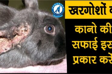 खरगोशों के कानो की सफाई इस प्रकार करें  | Rabbit Farming | Paradise Rabbit Farms Pvt.Ltd.