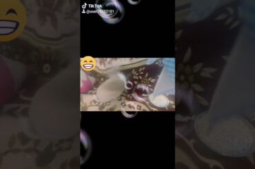 Cute rabbit Ka funny chakar