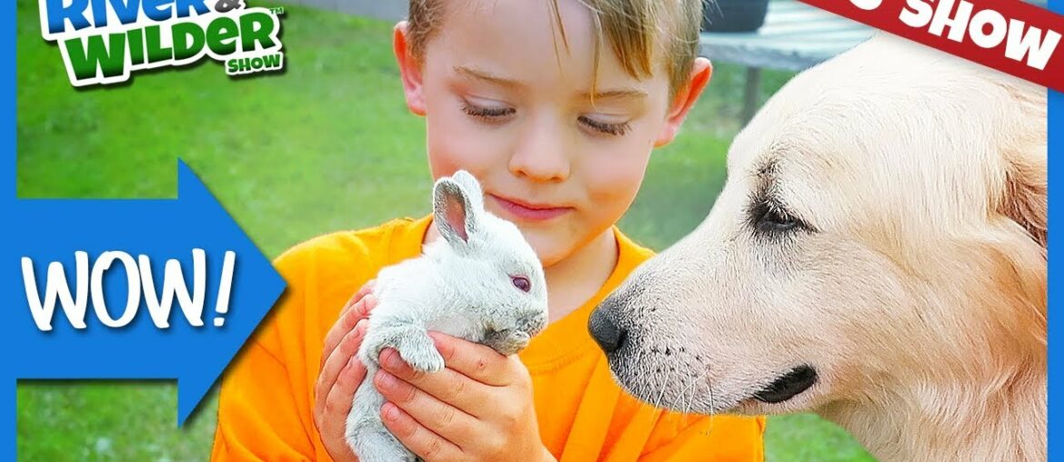 FARMING CHORES – BABY BUNNY RABBITS, CHICKS, PIGS, SHEEP FARMING CHORES - BABY BUNNY RABBITS, CHICKS, PIGS, SHEEP