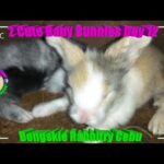 2 Cute Baby Bunnies Day 12 (DOB: Jan 30, 2020) - Bongskie Rabbitry Cebu - Bisdak Edition