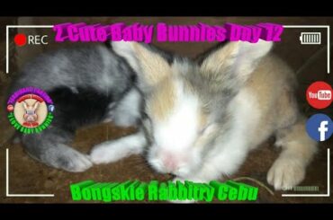 2 Cute Baby Bunnies Day 12 (DOB: Jan 30, 2020) - Bongskie Rabbitry Cebu - Bisdak Edition