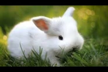 Funny Baby Bunny Rabbit Videos Compilation - Cute Rabbits