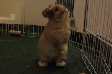 Baby Holland Lop Bunny Playing