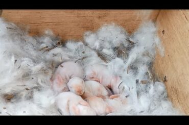 My cute  bunnies day 06.