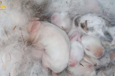 cute bunnies..day 7/8.