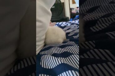 Cute little baby rabbit 🐇