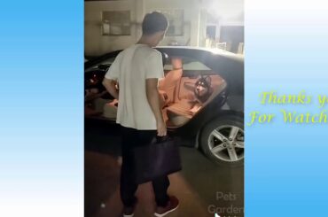 Cute Pets And Funny Animals Compilation 10 - 2 - 2020