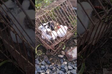 Viral Puppy Sharry VS Cute Little Rabbits || Dog vs Rabbit fight || Pet Fun Video Playing 2020