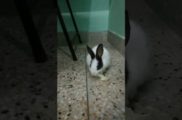 World's Cutest Bunny Munching Cabbage