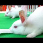 #heng_mg l Rabbit breeding techniques l បច្ចេកទេសចិញ្ចឹមសត្វទន្សាយ