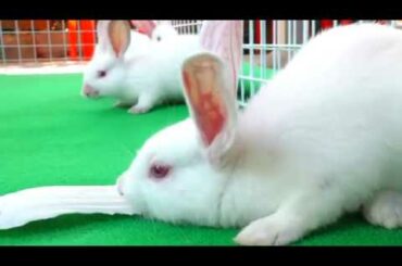 #heng_mg l Rabbit breeding techniques l បច្ចេកទេសចិញ្ចឹមសត្វទន្សាយ