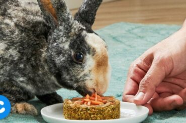 DIY Carrot Cake for Rabbits | Chewy Eats