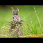 Cute rabbits nibbling carrots - Compilation