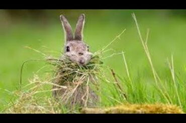 Cute rabbits nibbling carrots - Compilation