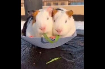 Cute Rabbits eating grass ||