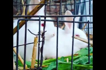 Very Cute Rabbit  you can not to go without watching.