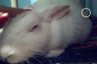 Head rubs!! My favorite cute bunny