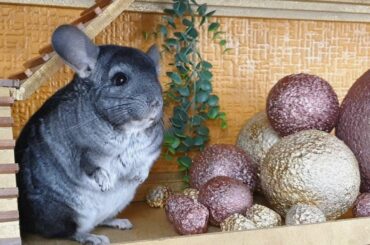 CHINCHILLA BUBBO and the DESERT TEMPLE ADVENTURE
