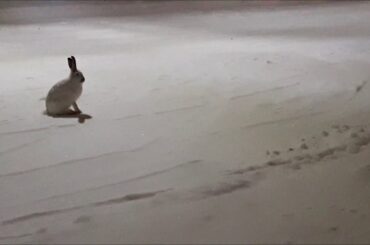 Wild Bunny...(White Rabbit) in the Neighborhood