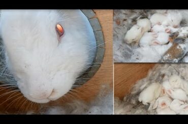 my cute rabbits..day 9/10