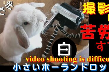 #41【ウサギの撮影は苦労する】(Rabbit video shooting is difficult) ロップイヤー ホーランドロップ うさぎ Holland Lop Bunny