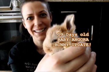 19 days old baby angora bunny update! Cute and fluffy with busy little noses!
