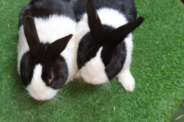 Dutch rabbits | meat breed | angora rabbit farming | Royal Pets
