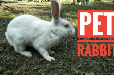 Pet rabbit playing outdoor