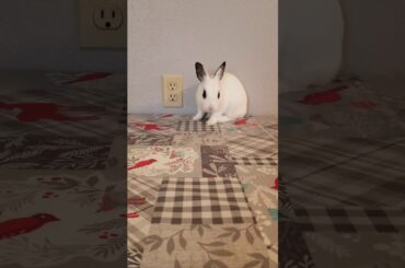 My sister's pet bunny cleaning its face
