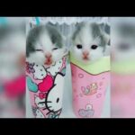 Cutest Baby Animals Videos Compilation Cute Moment of the Animals