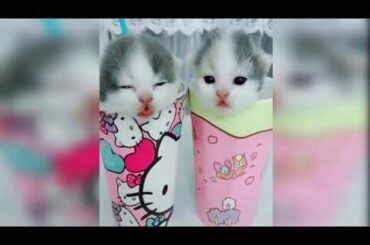 Cutest Baby Animals Videos Compilation Cute Moment of the Animals