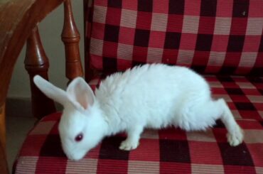 Cute baby bunny rabbit ❤️ Cute Animal 💕