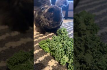 Bunny Rabbits eating K A L E!!