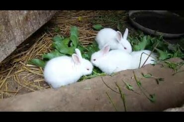 My cute 😍😍🥰 rabbit