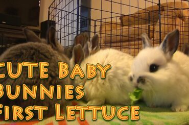 Cute Baby Bunnies First Lettuce