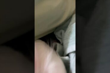 Get to know my little sister/funny cute taste bunny