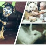 Cute Baby playing with Doggy |Golden Retriever,Rottweiler| & Rabbit