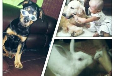 Cute Baby playing with Doggy |Golden Retriever,Rottweiler| & Rabbit