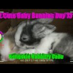2 Cute Baby Bunnies Day 13 (DOB: Jan 30, 2020) - Bongskie Rabbitry Cebu - Bisdak Edition