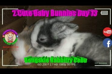 2 Cute Baby Bunnies Day 13 (DOB: Jan 30, 2020) - Bongskie Rabbitry Cebu - Bisdak Edition