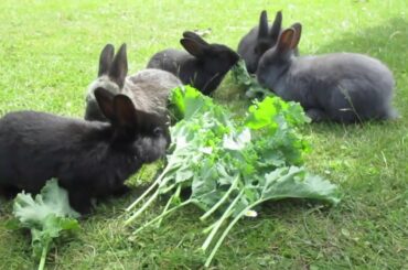 Adorable Baby Bunny Rabbits Enjoying Kale Veggies
