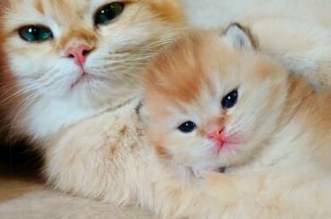 💕 2 Weeks After Birth | Tiny Kittens Meowing | Soo Cute